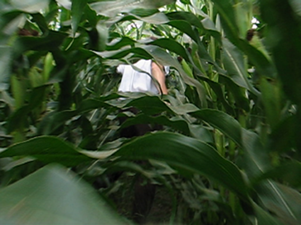 Du vent dans les champs, 2005